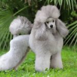 Caniche Mediu