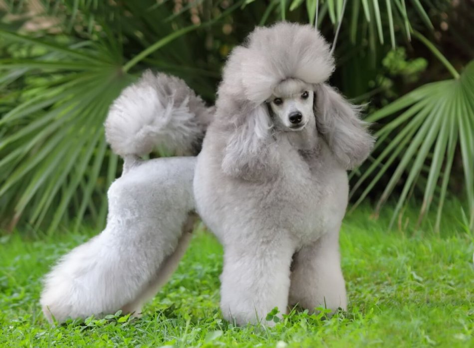 Medium Poodle — photo 6