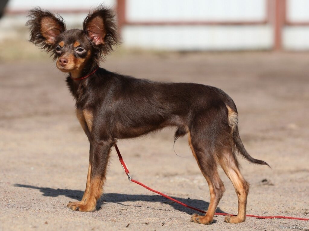 Petit Chien Russe à poil long