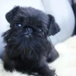 Belgian Griffon