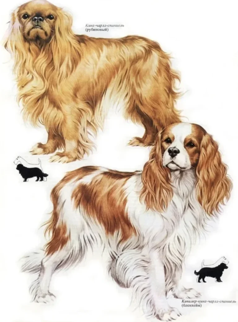 King Charles Spaniel