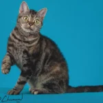 American Wirehair