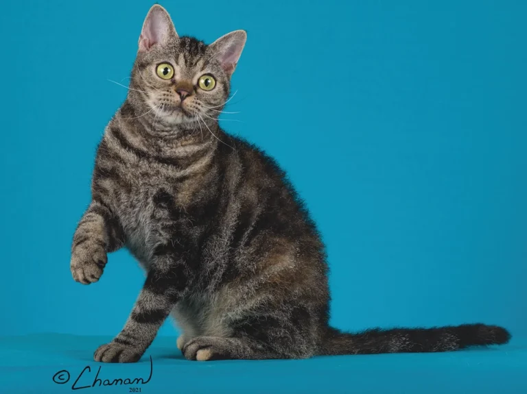 American Wirehair