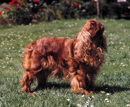 Grooming a spaniel