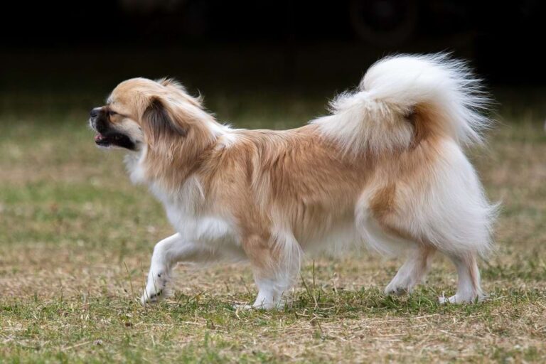 Spaniel tybetański
