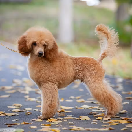 Caniche (Miniature ou Nain) — photo 2