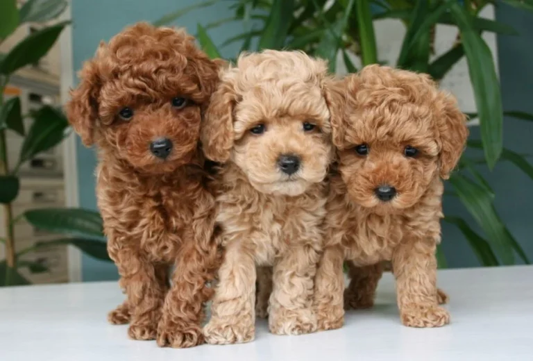 Pudel miniaturowy (karłowaty)