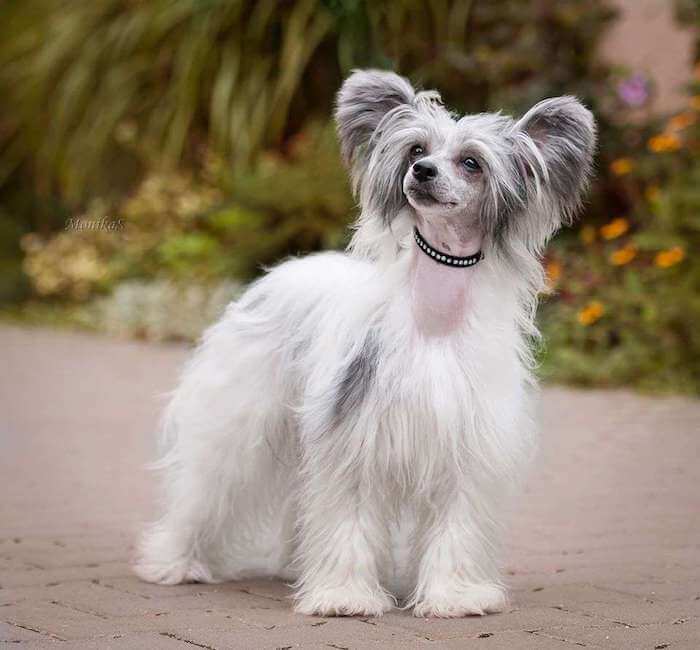 Cuidado com o pelo de um Powderpuff