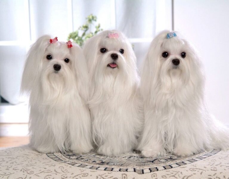 Maltese