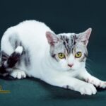American Wirehair