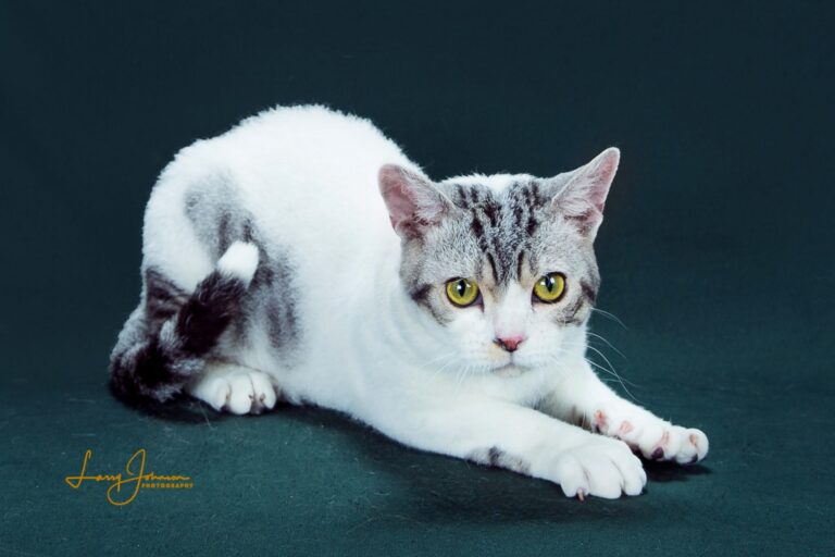 American Wirehair