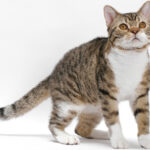 American Wirehair