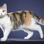 Американський жорсткошерстий кіт