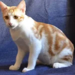 Анатолийская кошка