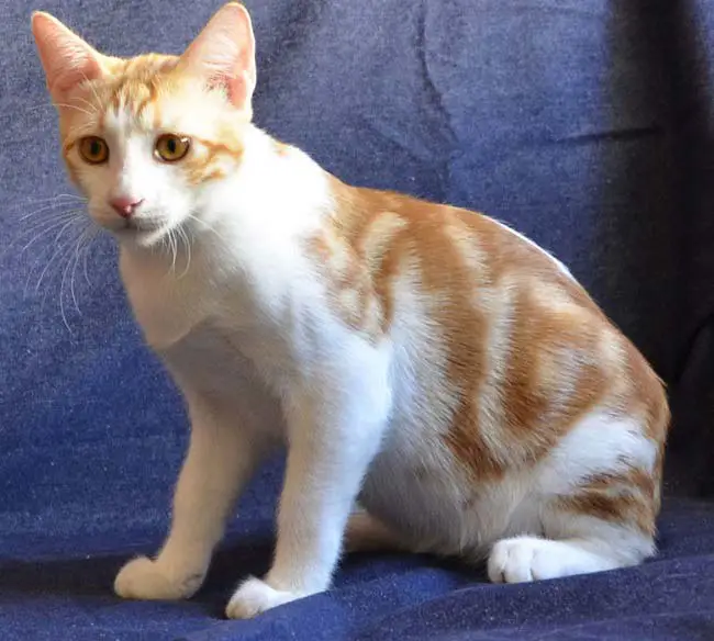 Getigerte Anatoli-Katze liegt im Gras