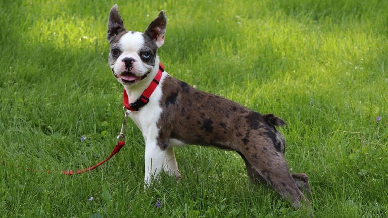 Boston Terrier