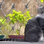 Бразильський короткошерстий кіт