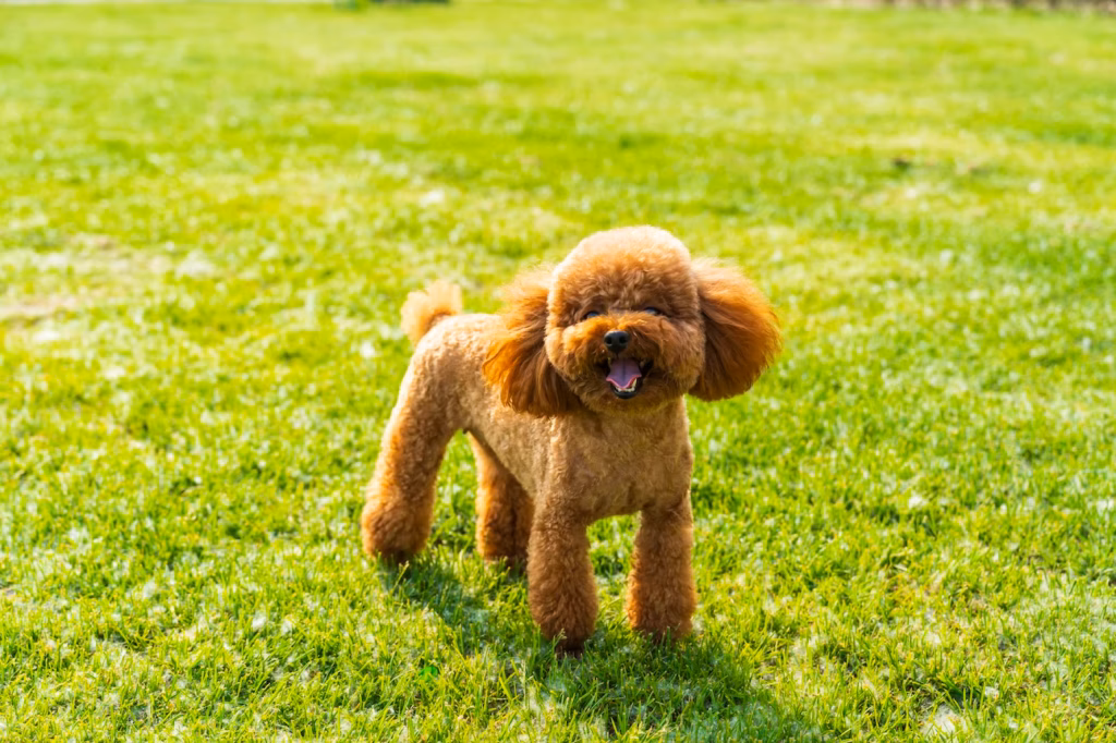 Caniche Toy