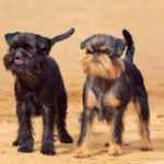 Belgian Griffon