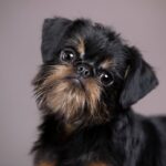 Belgian Griffon