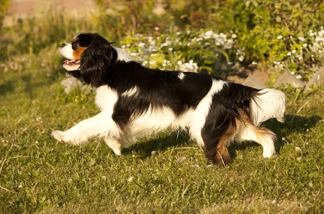 Cavalier na spacerze
