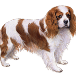 Cavalier King Charles Spaniel