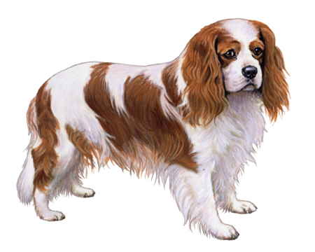 Cavalier King Charles Spaniel sylwetka