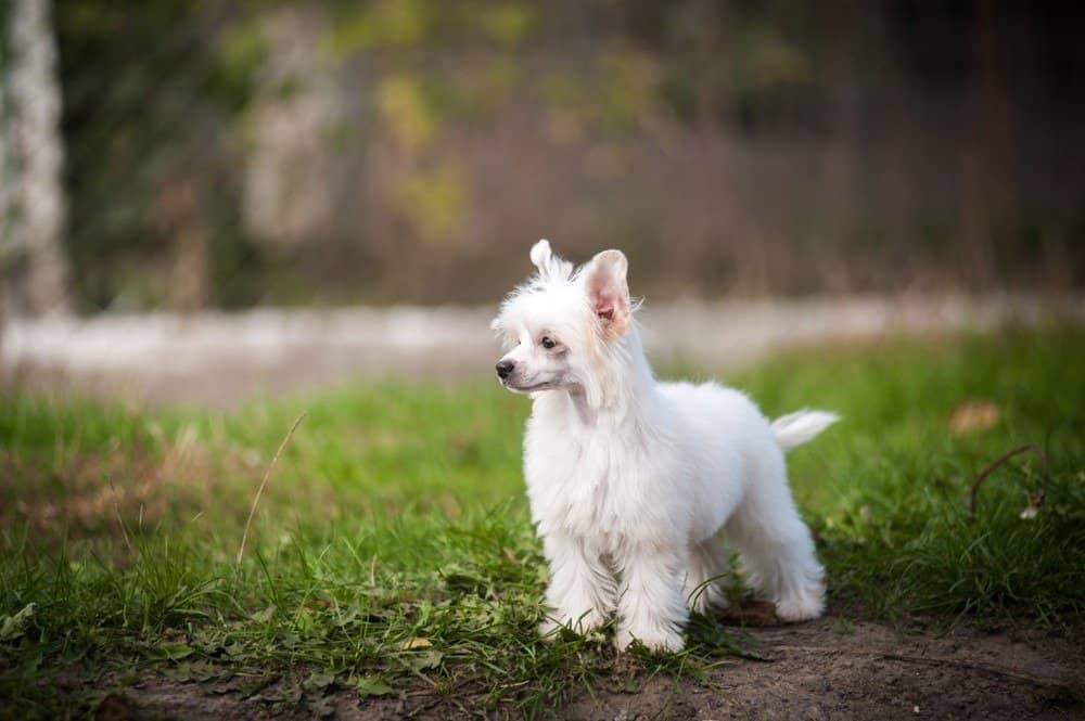 Cão de Crista Chinês Powderpuff branco e marrom em close-up