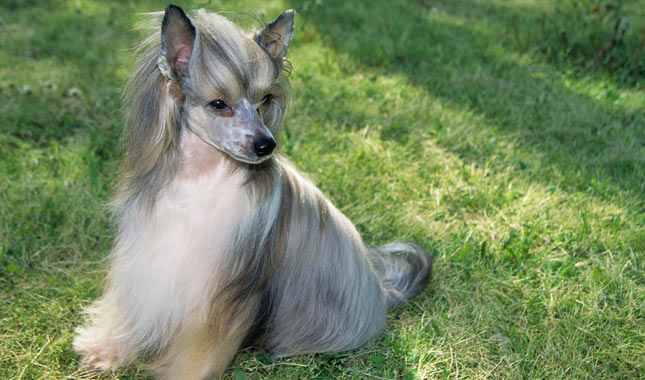 Cão de Crista Chinês Powderpuff comendo em uma tigela