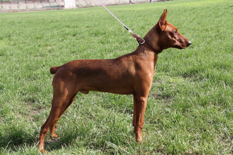 German Pinscher