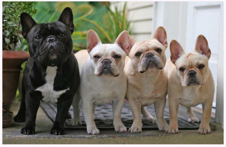Buldog francuski