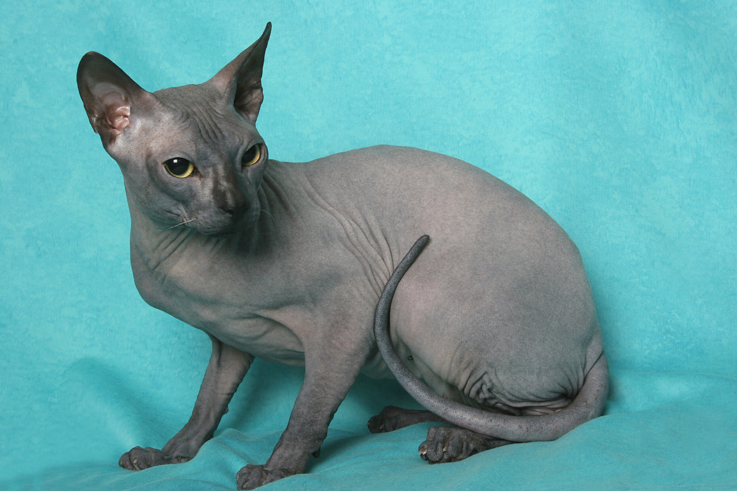 Don Sphynx