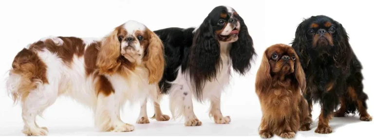 King Charles Spaniel