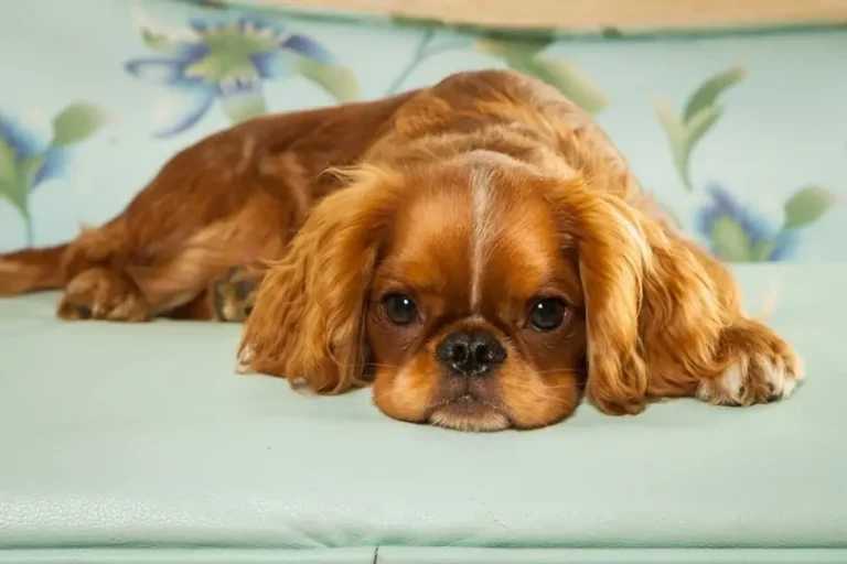 King Charles Spaniel