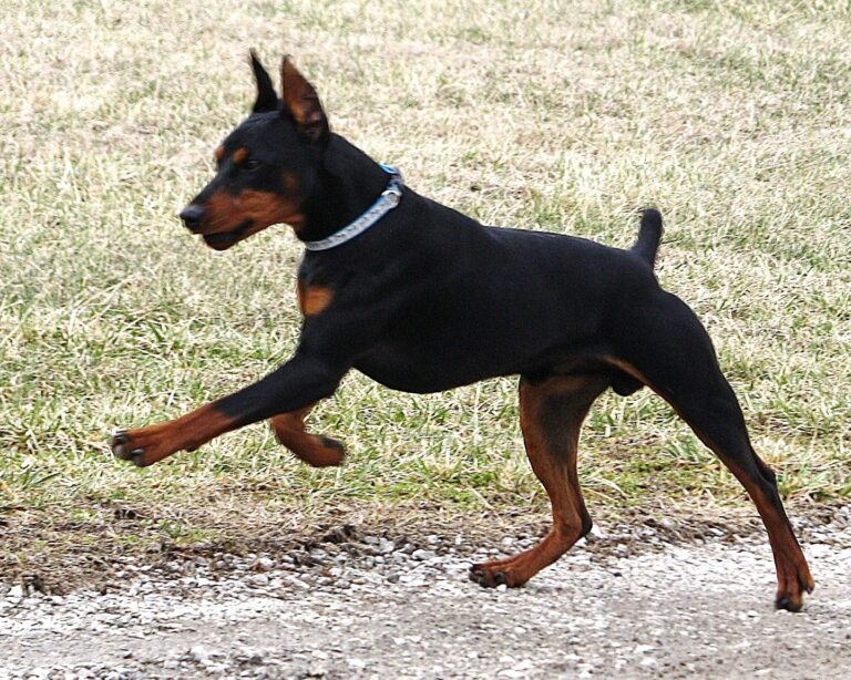 German Pinscher