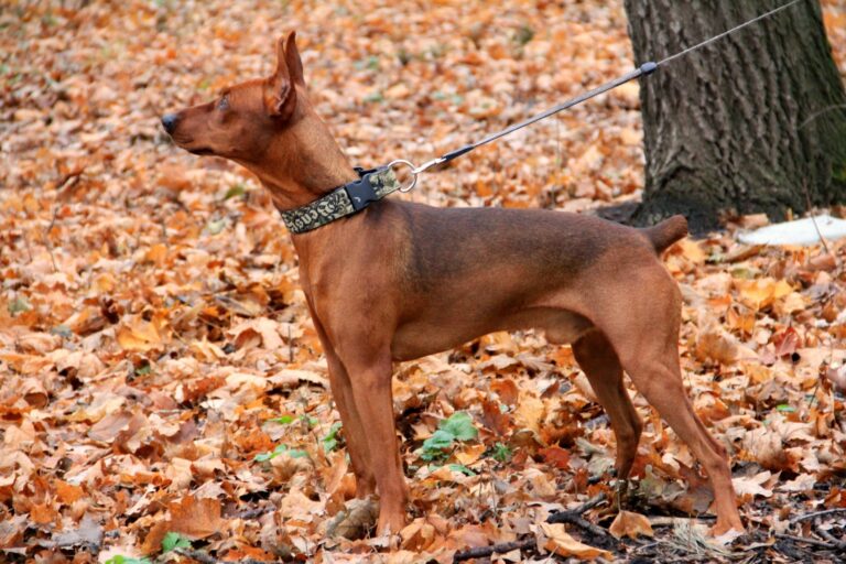 German Pinscher