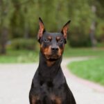 Немецкий пинчер