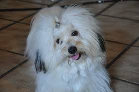 Coton de Tulear