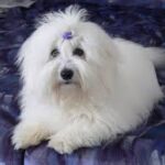 Котон де Тулеар