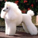 Caniche Mediu