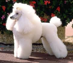 Medium Poodle — photo 4