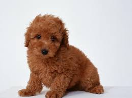 Toy Poodle breed logo