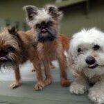 Брюссельський грифон