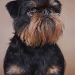 Belgian Griffon