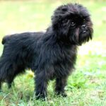 Belgian Griffon