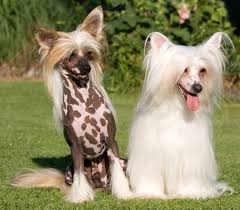 Cão de Crista Chinês Powderpuff em fundo branco