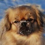 Тибетський спаніель
