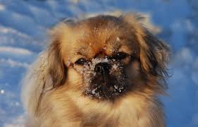 Tibetan Spaniel — photo 4