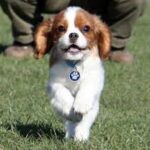 Cavalier King Charles Spaniel