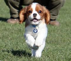 Umaszczenia Cavalier King Charles Spaniela